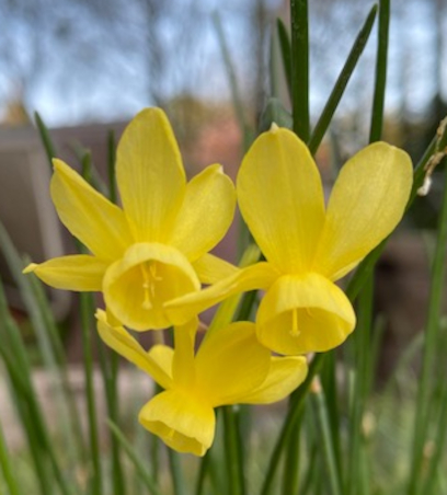 Narcissus triandrus 'April Tears'